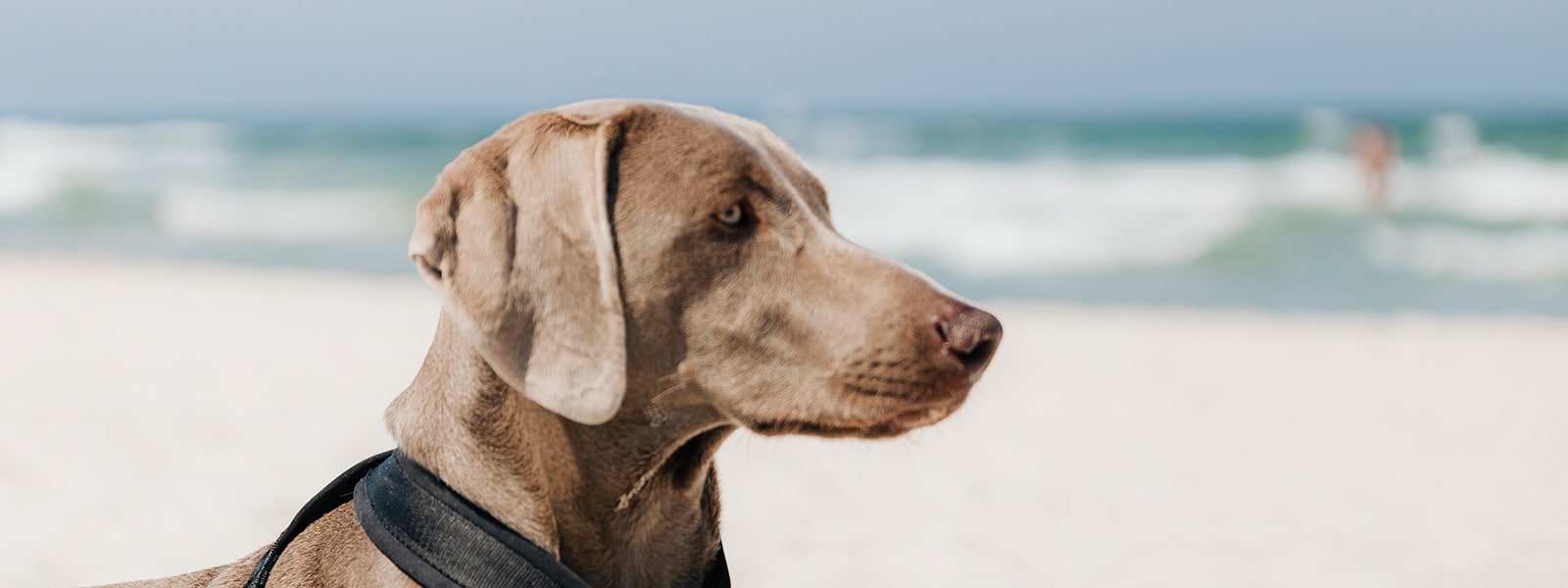 Alquiler de apartamentos en Cádiz que admiten mascotas